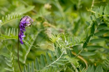 Tufted Vetch (Vicia cracca) flowers beginning to bloom in summertime