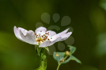 Wild white Dog Rose (Rosa canina) flowering in summer
