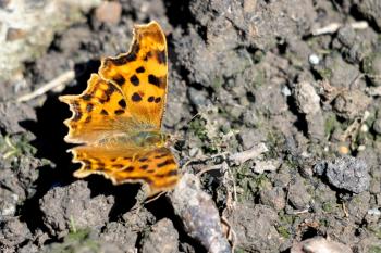 Comma (Polygonia c-album) resting on the ground in the summer sunshine