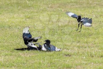 Common Magpies fighting in a field near East Grinstead