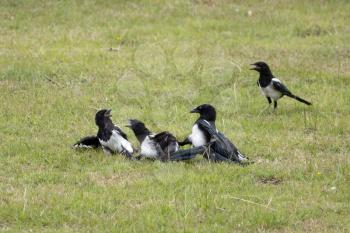Common Magpies fighting in a field near East Grinstead