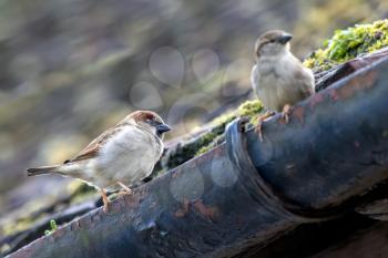 Two House Sparrows on a gutter in Westham