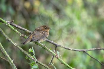 Speckled juvenile Robin perched on a briar