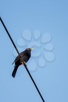 Male Blackbird (Turdus merula) perching on a telephone wire