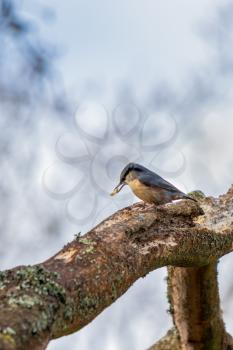 Nuthatch perched on tree near East Grinstead
