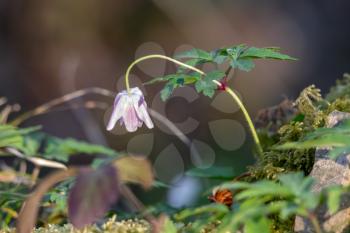 Wood Anemone (Anemone nemorosa) starting to flower in springtime
