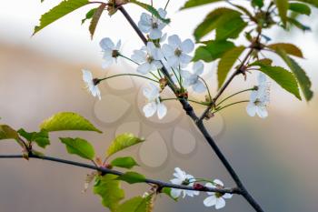 White blossom of a wild Cherry tree (prunus avium)