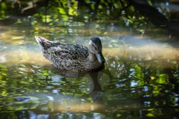 Female Mallard floating in the water in dappled sunshine