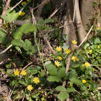 Lesser Celandine (Ficaria verna) flowering at the base of some trees near East Grinstead