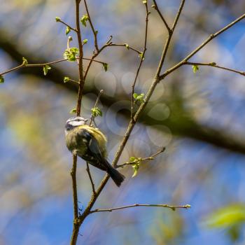 Blue Tit clinging to a very thin branch searching for insects