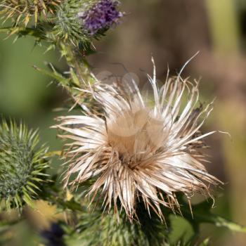 Marsh Thistle (Cirsium palustre) going to seed in summertime