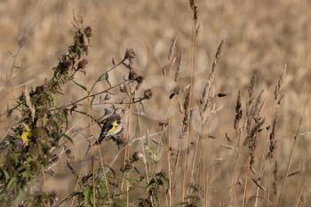 Juvenile European Goldfinch enjoying the summer sunshine