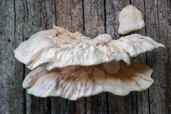 Bracket Fungus growing on a tree near Midhurst in West Sussex in summertime