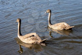 Mute Swan Cygnets illuminated in the sunshine on Hedgecourt Lake
