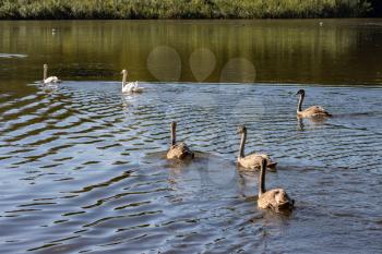 Mute Swans and  cygnets swimming across Hedgecourt Lake