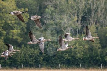Greylag Geese (Anser anser) flying over a recently harvested wheat field
