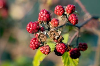Wild Blackberries not yet ready for picking in Sussex