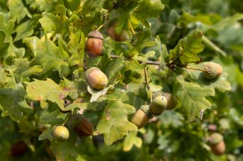 Acorns ripening on an Oak tree near East Grinstead