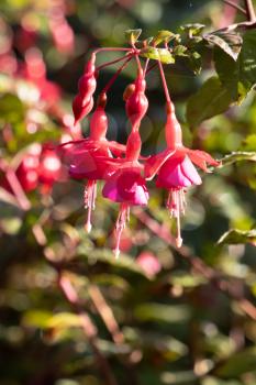 Red Fuschia flowering in a garden in East Grinstead in autumn
