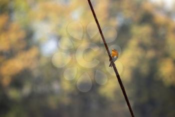 Robin clinging to a telegraph wire on an autumn day