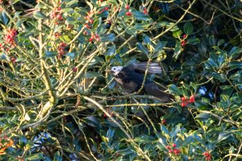 White headed Blackbird (Turdus merula) in a Holly tree eating berries