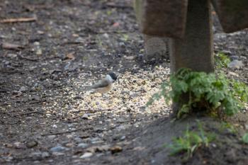 Marsh Tit (Poecile palustris) eating seed scattered by a bench on the Worth Way