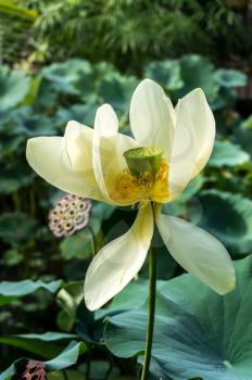 Lotus Flower (Nelumbo nucifera)