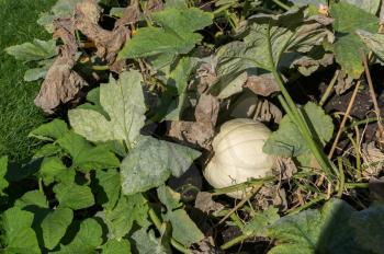 Snowman Pumpkin ripening on the ground in the sunshine