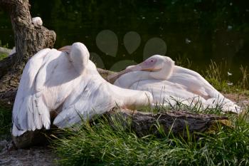 A group of Great White Pelican (Pelecanus onocrotalus) resting in the sunshine