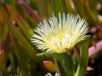 Yellow Carpobrotus edulis flower Costa del Sol