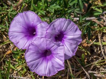 Mallow-leaved bindweed (Convolvulus althaeoides)