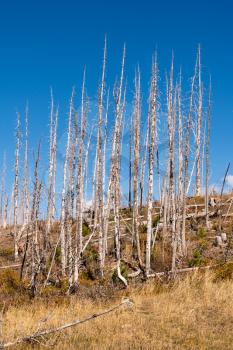 Burnt Lodge Pole Pine Trees in Glacier National Park