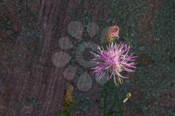 Spotted Knapweed growing wild in Monatana