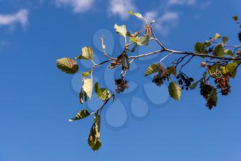 Branch of an Hazel tree with catkins against a blue sky