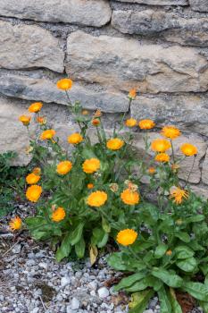English pot Marigold (Calendula officinalis) growing wild in France