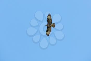 Common Buzzard
(Buteo buteo) near Larret in France