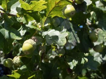 Fresh acorns on an Oak tree in Kent