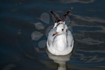 Black-headed Gull swimming in Ifield Mill pond