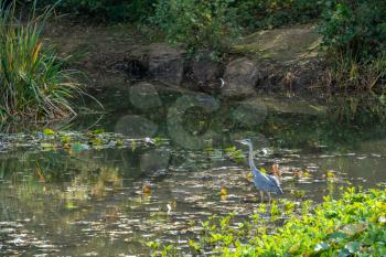 Grey Heron wading through a lake looking for fish by the lily pads