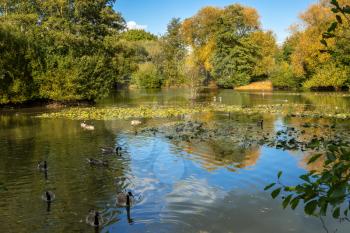 Canada Geese (Branta canadensis) swimming in the sunshine at a lake in Surrey