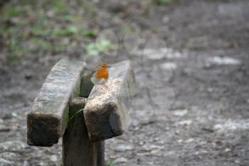 Robin perched on a wooden bench sprinkled with bird seed