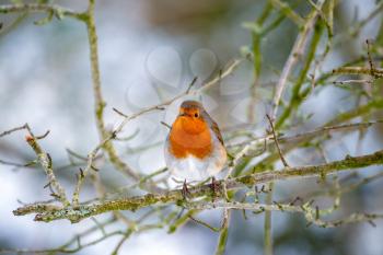 Robin looking alert in a tree on a cold winters day