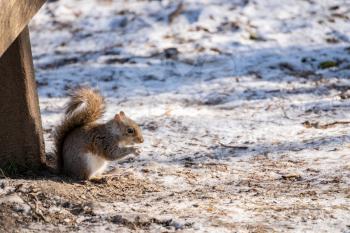 Grey Squirrel (Sciurus carolinensis) eating seeds in the snow
