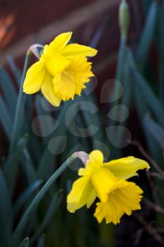 Vibrant yellow Daffodils flowering in East Grinstead in wintertime
