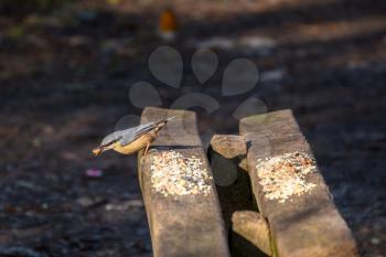 Nuthatch perched on a wooden bench with a nut in it's beak