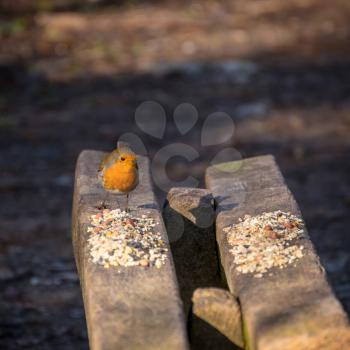 Robin perched on a wooden bench sprinkled with bird seed