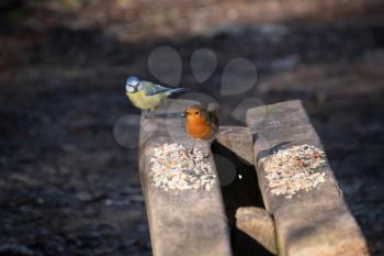 Robin and a Blue Tit perched on a wooden bench sprinkled with bird seed