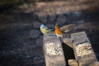 Robin taking off from a wooden bench sprinkled with bird seed