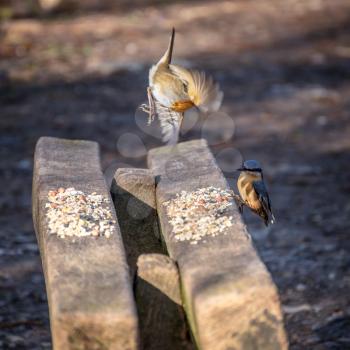 Robin taking off from a wooden bench sprinkled with bird seed to avoid a Nuthatch
