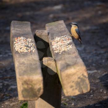 Nuthatch perched on a wooden bench ready to grab a nut